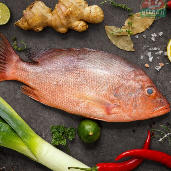 Red Snapper for Website image 1746 by 2000